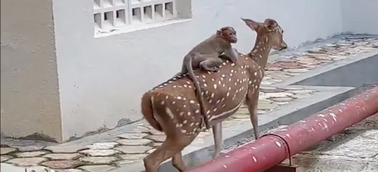 Video of monkey riding on deer’s back on IIT Madras campus leaves netizens laughing